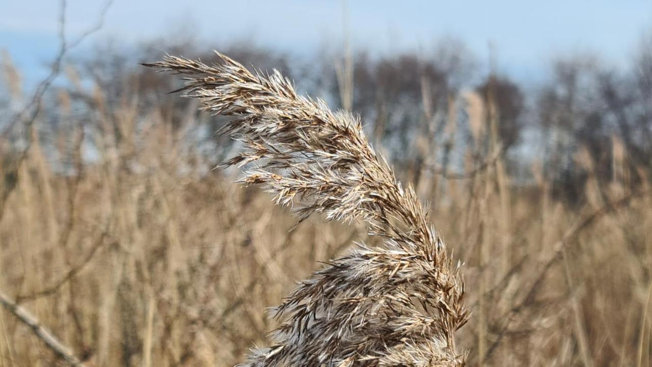 Seevilla Wietjes Whg 7 Baltrum Exteriér fotografie